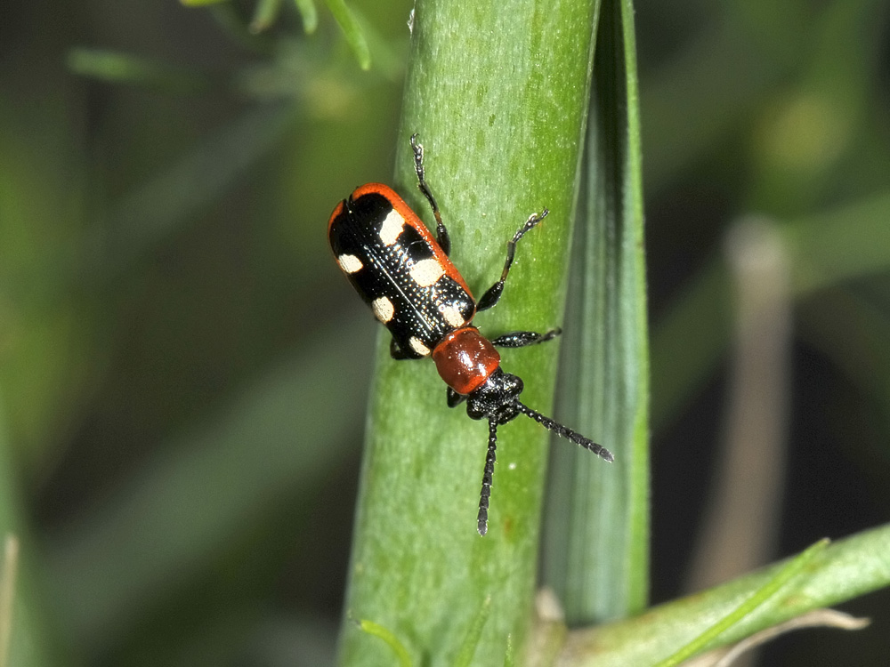 Crioceris asparagi con uova